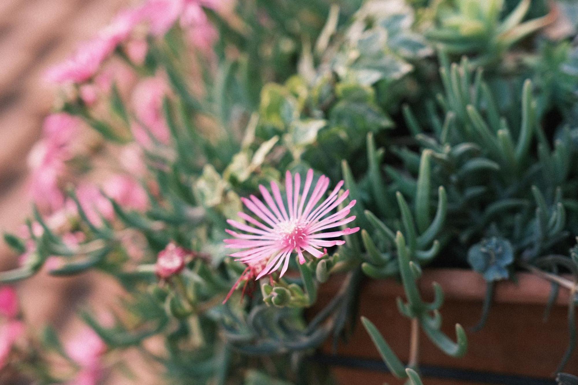 Comecasa Flowery Terraced Apartment ミラノ エクステリア 写真
