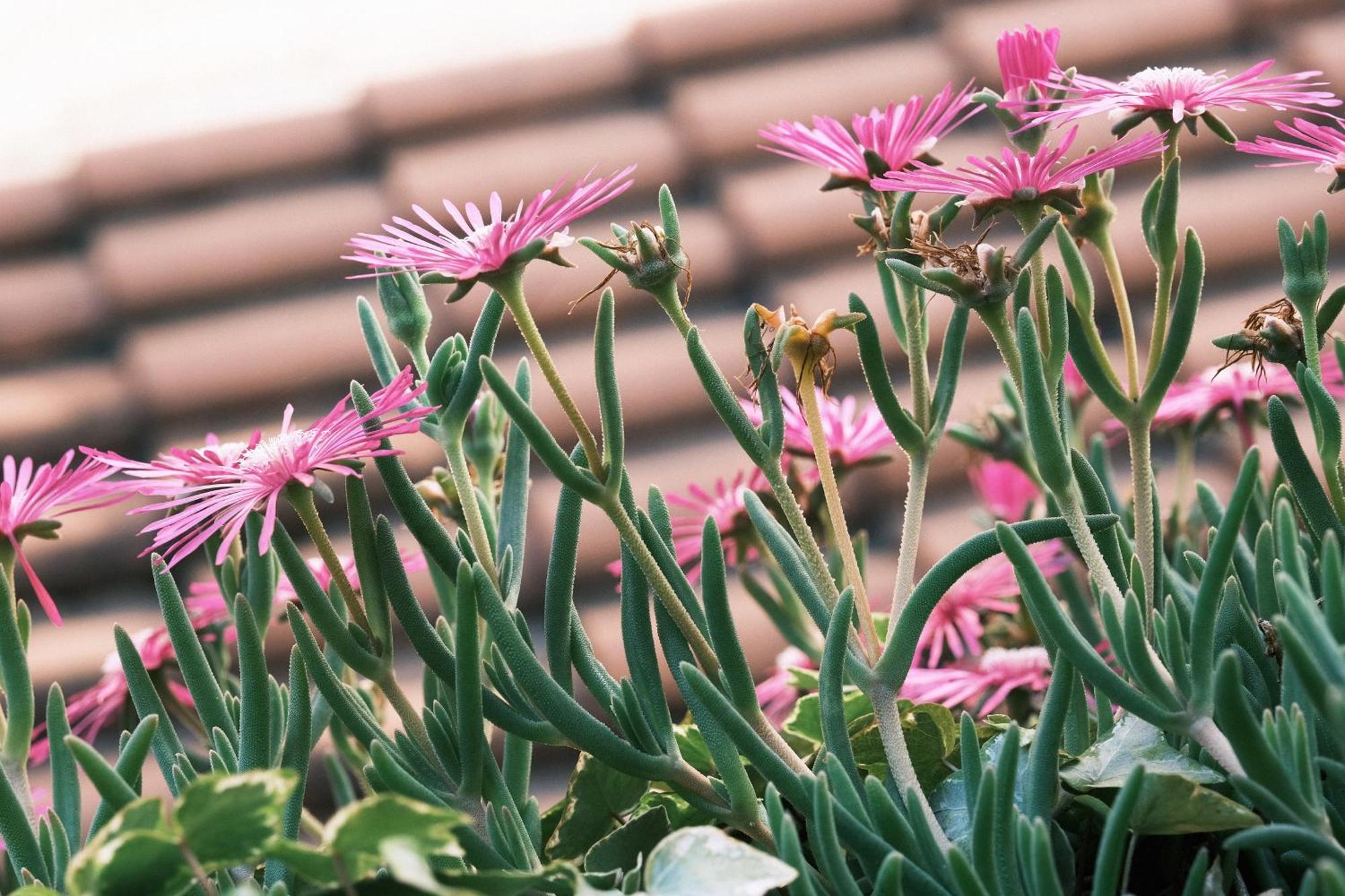 Comecasa Flowery Terraced Apartment ミラノ エクステリア 写真