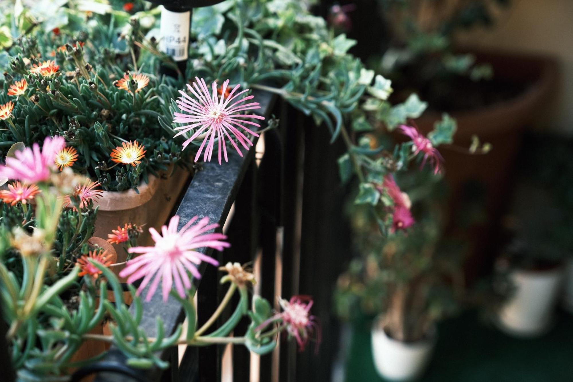 Comecasa Flowery Terraced Apartment ミラノ エクステリア 写真