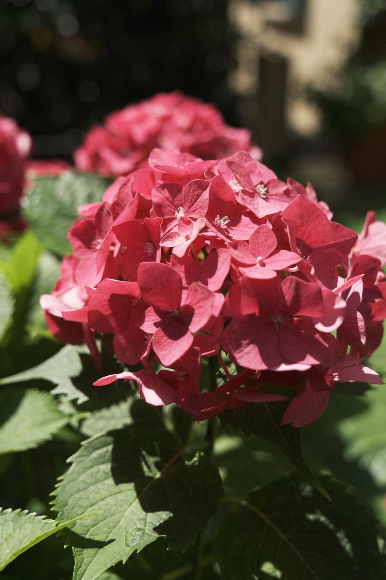 Comecasa Flowery Terraced Apartment ミラノ エクステリア 写真
